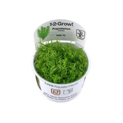 Tropica  Pogostemon deccanensis 1-2-Grow!