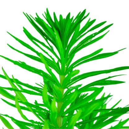 Tropica Pogostemon erectus 1-2-Grow! - Sales