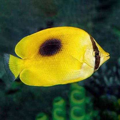 Chaetodon speculum – speculum butterflyfish - Ψάρια Θαλασσινού