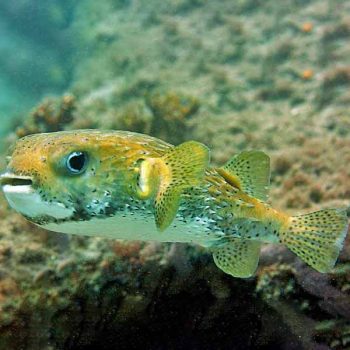 Diodon hystrix - Porcupine puffer