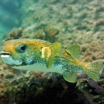 Diodon hystrix – Porcupine puffer - Ψάρια Θαλασσινού