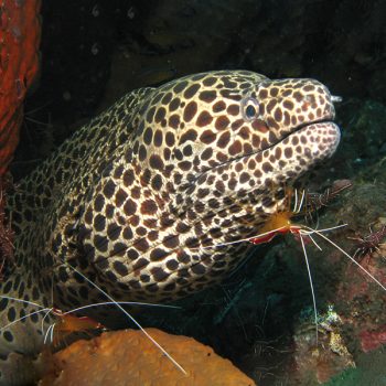 Gymnothorax fanagineus – moray eel - Ψάρια Θαλασσινού