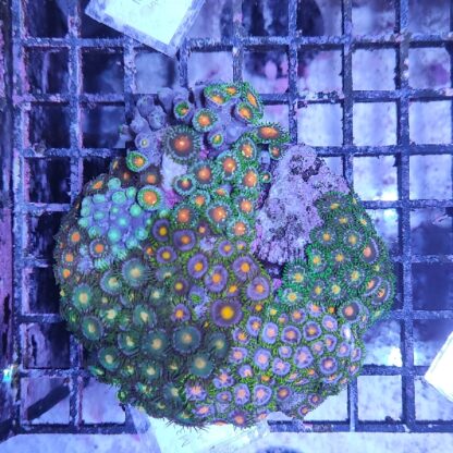Zoanthus M37 (46822)