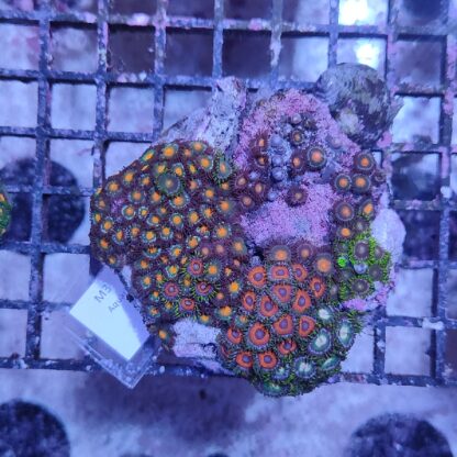 Zoanthus M3 (46822)