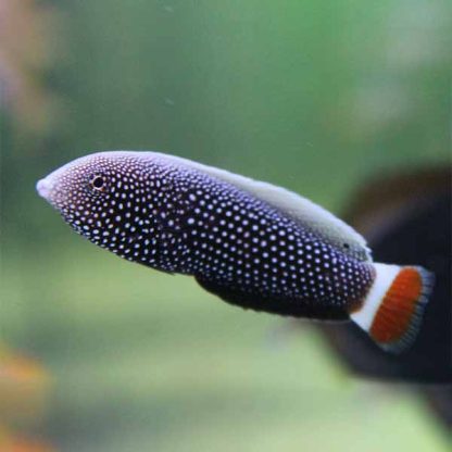 Anampses chrysocephalus - Red tail wrasse