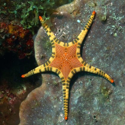 Iconaster longimanus – Double Sea Star - Ασπόνδυλα Θαλασσινού