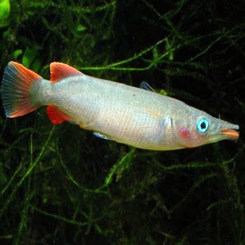 Nomorhamphus liemi - Halfbeak Celebes 5cm