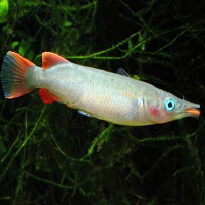 Nomorhamphus liemi – Halfbeak Celebes 5cm - Ψάρια Γλυκού