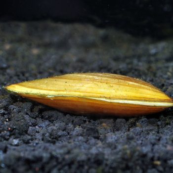 Pilsbryoconcha exilis – Golden Mussel 6-7cm - Ασπόνδυλα Γλυκού