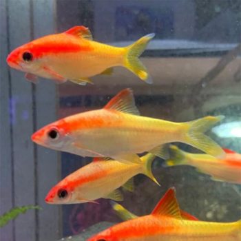 Carassius auratus -Red Black Apache Oranda 8-9 cm - Ψάρια Γλυκού