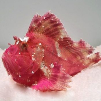 Taenianotus triacanthus - Red Leaf Scorpionfish
