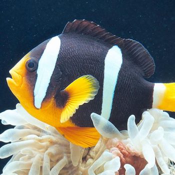 Amphiprion xanthurus- Black Clarkii Clownfish - Ψάρια Θαλασσινού
