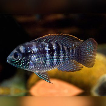 Andinoacara pulcher - Blue Acara Xl