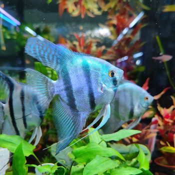 Pterophyllum scalare-Pinoy Blue Angelfish 7-8cm - Ψάρια Γλυκού