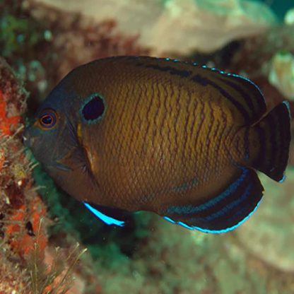 Centropyge multispinis L- Dusky Angelfish