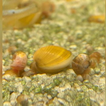 Corbicula javanicus- Mini Yellow Clam 1.5-2cm - Ασπόνδυλα Γλυκού
