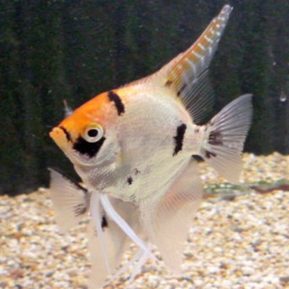 Pterophyllum scalare  - Angelfish Shortfin Assorted 4-5cm