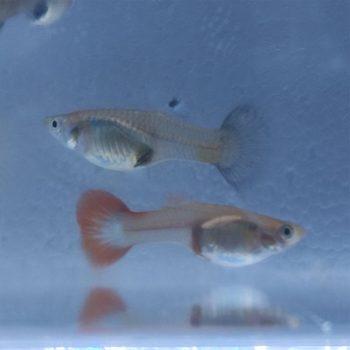 Poecilia reticulata – Assorted Metallic Female Guppy - Ψάρια Γλυκού