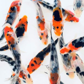 Cyprinus carpio - Tri-color Koi 7-10cm