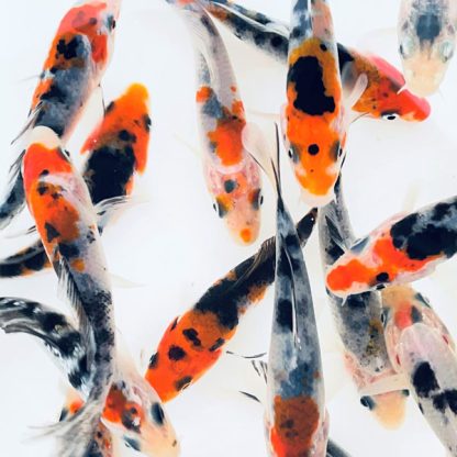 Cyprinus carpio - Tri-color Koi 8-12cm