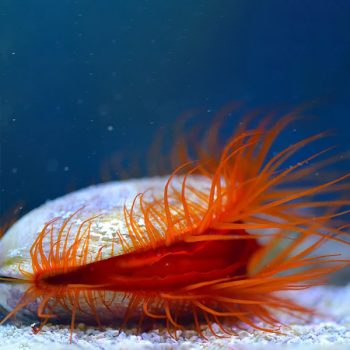 Lima scabra - Red Scallop