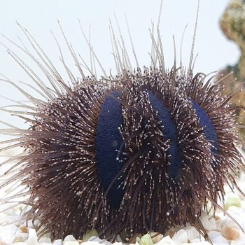 Mespilia globulus -Black tuxedo urchin -M - Ασπόνδυλα Θαλασσινού