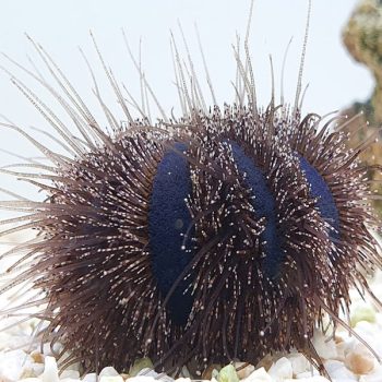 Mespilia globulus -Black tuxedo urchin -S - Ασπόνδυλα Θαλασσινού