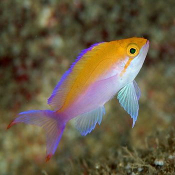 Pseudanthias bicolor – Yellowback basslet - Ψάρια Θαλασσινού