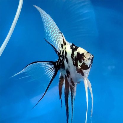 Pterophyllum scalare – Panda Angelfish 2.5-3cm - Ψάρια Γλυκού