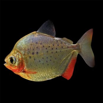 Metynnis maculatus - Spotted Silver Dollar 4cm