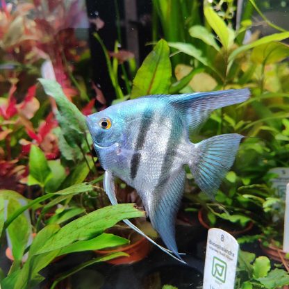 Pterophyllum scalare-Pinoy Blue Angelfish 7-8cm - Ψάρια Γλυκού