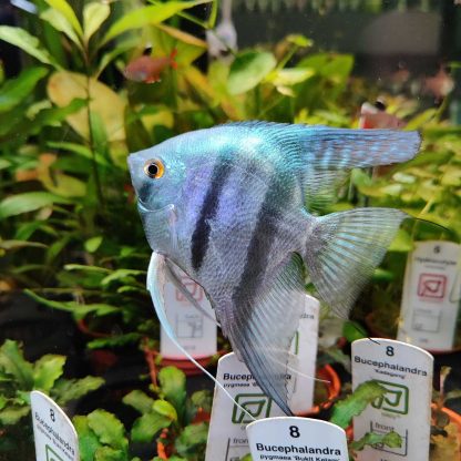 Pterophyllum scalare-Pinoy Blue Angelfish 7-8cm - Ψάρια Γλυκού