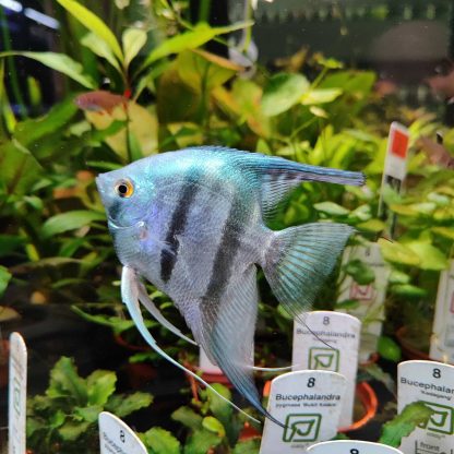 Pterophyllum scalare-Pinoy Blue Angelfish 7-8cm - Ψάρια Γλυκού