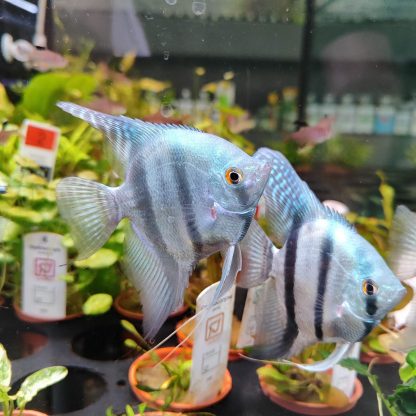Pterophyllum scalare-Pinoy Blue Angelfish 7-8cm - Ψάρια Γλυκού