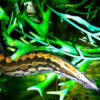Mastacembelus armatus – Zig Zag Eel 25cm - Ψάρια Γλυκού