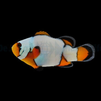 Amphiprion ocellaris - Premium Snowflake Clownfish