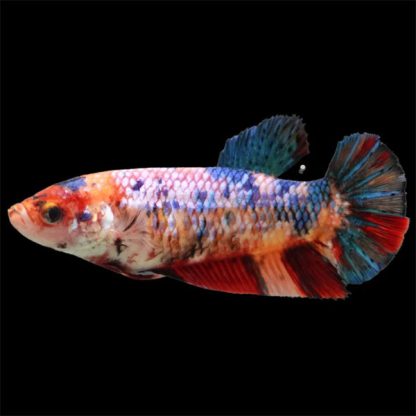 Betta splendens – Siamese Fighting Red Galaxy 5cm - Ψάρια Γλυκού