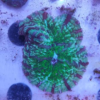 Fungia - Hot Coral Offers