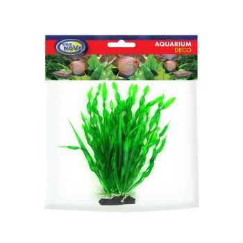 Tropica microsorum Pteropus ‘Trident’ - Φυτά για Ενυδρεία