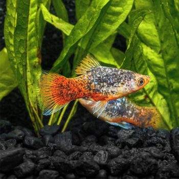 Carassius auratus – Tricolor Oranda9-10 cm - Sales