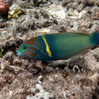 Thalassoma herbraicum - Goldbar Wrasser M