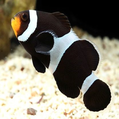 Amphiprion ocellaris – Black Clownfish - Ψάρια Θαλασσινού
