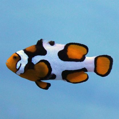 Amphiprion percula – Picasso Percula Clownfish Grade B - Ψάρια Θαλασσινού