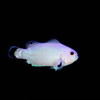 Ctenochaetus binotatus M – Twospot Surgeonfish - Ψάρια Θαλασσινού