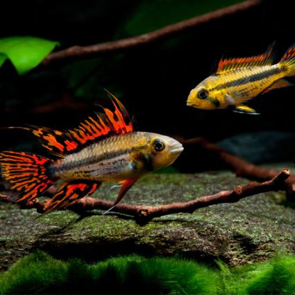 Apistogramma cacatuoides -Cockatoo Dwarf Cichlid 2.5-3cm - Ψάρια Γλυκού