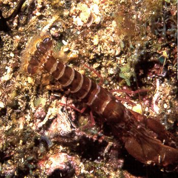 Alpheus lobidens – Brownbar Snapping Shrimp - Ασπόνδυλα Θαλασσινού