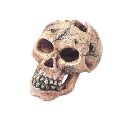 Aqua Della Skull S 11cm - Τεχνητά Διακοσμητικά