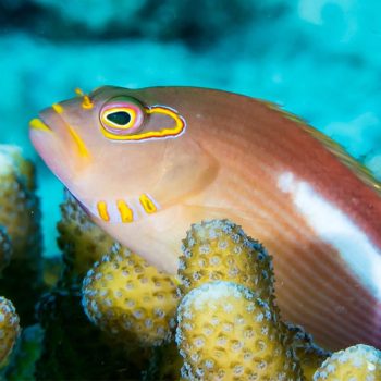 Paracirrhites arcatus - Arc-eye Hawkfish M
