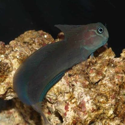 Atrosalarias fuscus – Black Blenny - Ψάρια Θαλασσινού