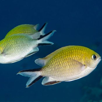 Chromis ternatensis – Ternate Chromis - Ψάρια Θαλασσινού